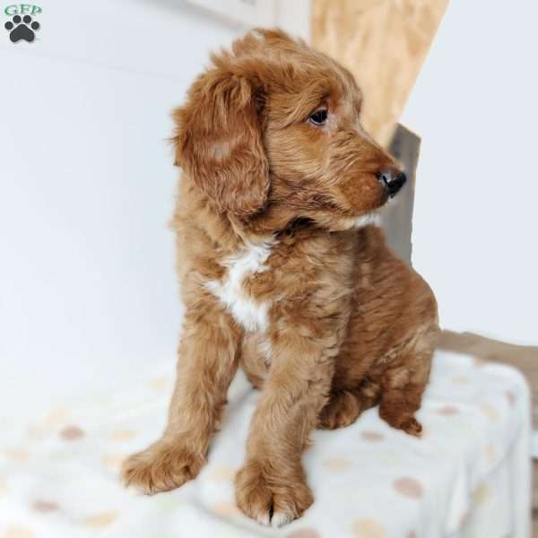 Milo, Mini Goldendoodle Puppy